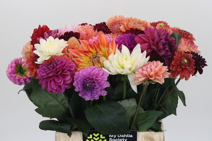<h4>Dahlia Gemengd in bos</h4>