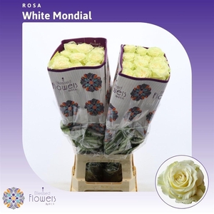 Rosa gr White Mondial