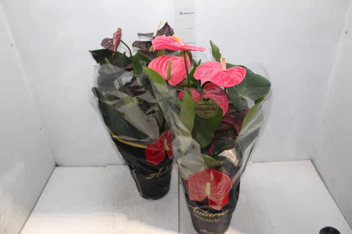 <h4>ANTHURIUM VARIADO P17 PREMIUM</h4>