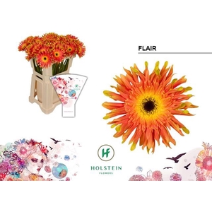 GE KV GERPASTA FLAIR