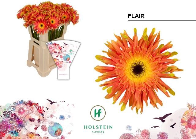 <h4>GE KV GERPASTA FLAIR</h4>