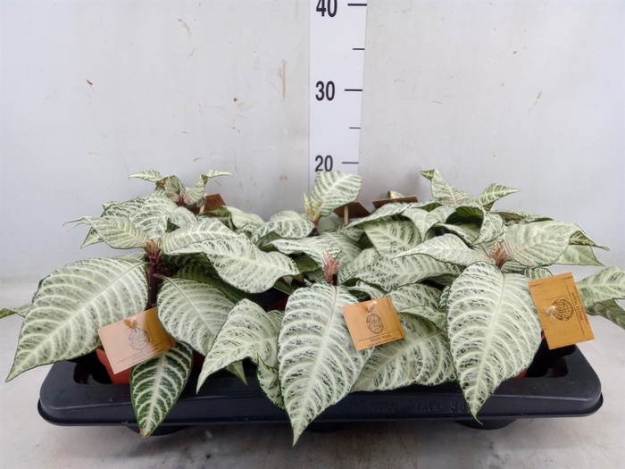 <h4>Aphelandra squar. 'White Wash'  NB</h4>