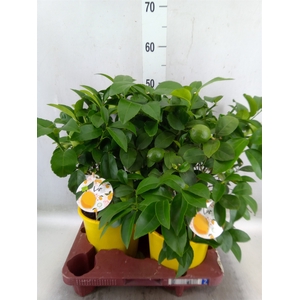 Citrus meyeri 'Meyer'