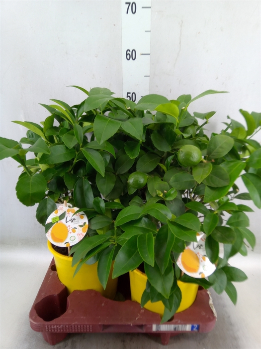 <h4>Citrus meyeri 'Meyer'</h4>