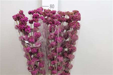 <h4>Callicarpa Giraldii</h4>