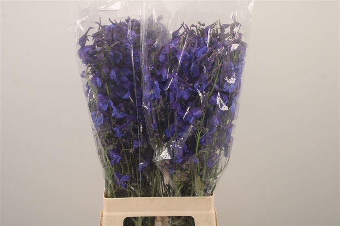 <h4>Delph En Donna Blue</h4>