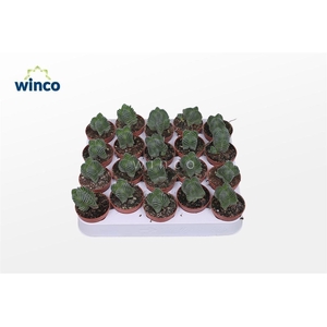 Crassula Buddha's Temple