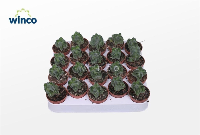 Crassula Buddha's Temple