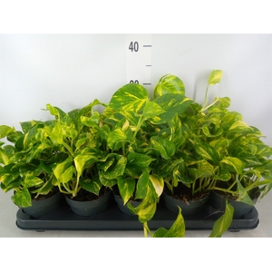 Epipremnum pinn. 'NJoy Gold'