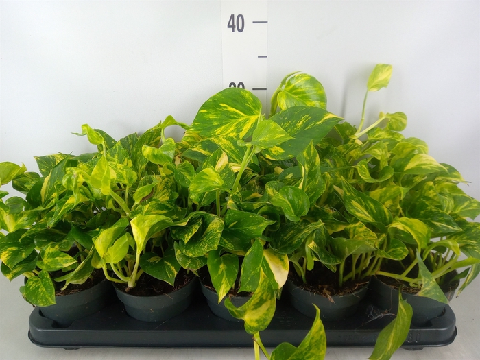 <h4>Epipremnum pinn. 'NJoy Gold'</h4>