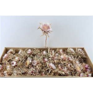 DRIED CARLINI NAT. PINK 70PC P. BOX