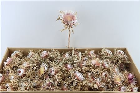 DRIED CARLINI NAT. PINK 70PC P. BOX