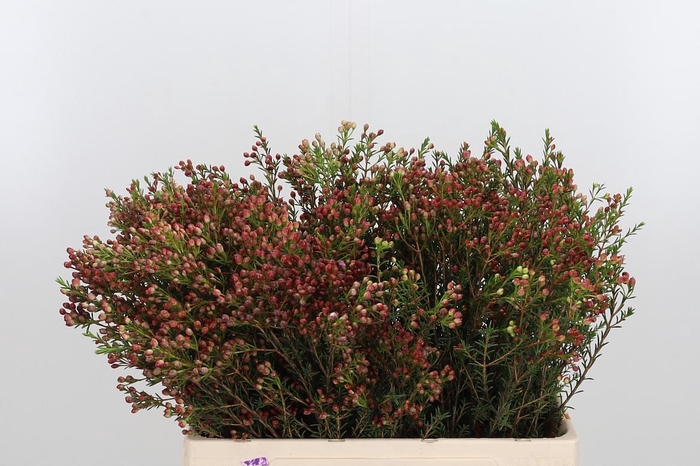 <h4>Chame Adi Bes</h4>