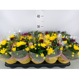 Chrysanthemum   ..mix/pot