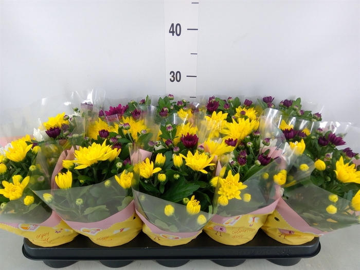 <h4>Chrysanthemum   ..mix/pot</h4>