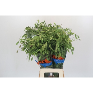 Chasmanthium Green