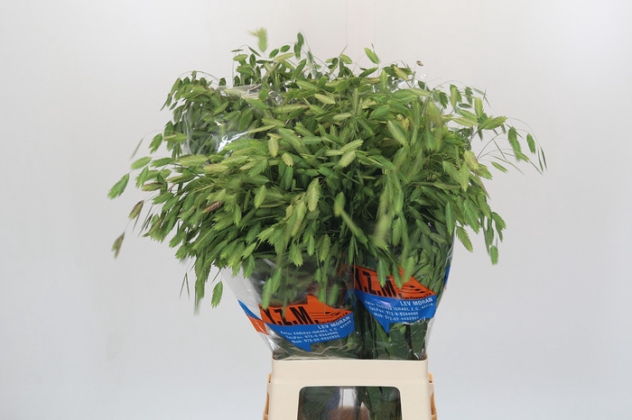 <h4>Chasmanthium Green</h4>