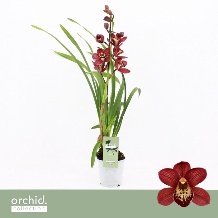 <h4>Cymbidium, Red Beauty Roy 1-spike 'Orchid Collection'</h4>