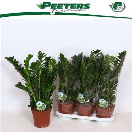 <h4>Zamio Midori</h4>