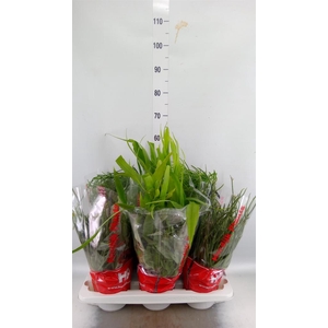 Rhipsalis   ...mix