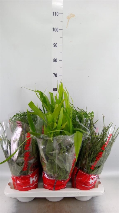 <h4>Rhipsalis   ...mix</h4>