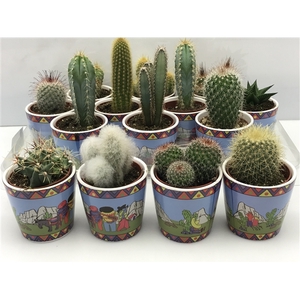 439 Gringo pot cactus 6,5 cm