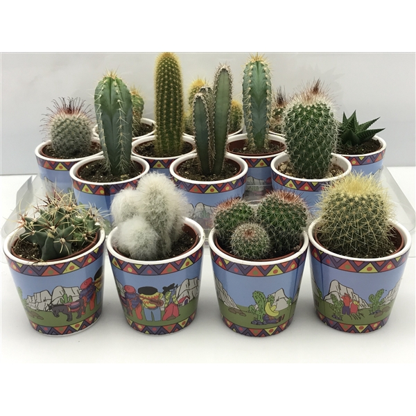 <h4>439 Gringo pot cactus 6,5 cm</h4>
