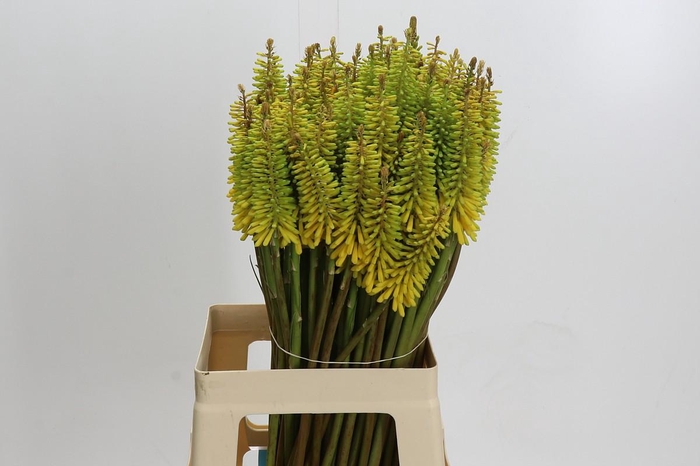 <h4>Kniphofia Sunningdale Yellow</h4>
