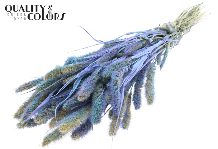 Setaria per bunch Multicolour Light Blue