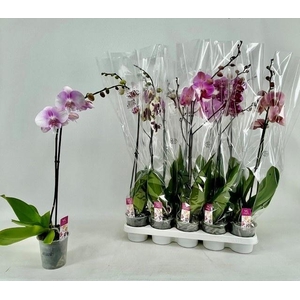 PHAL GEM