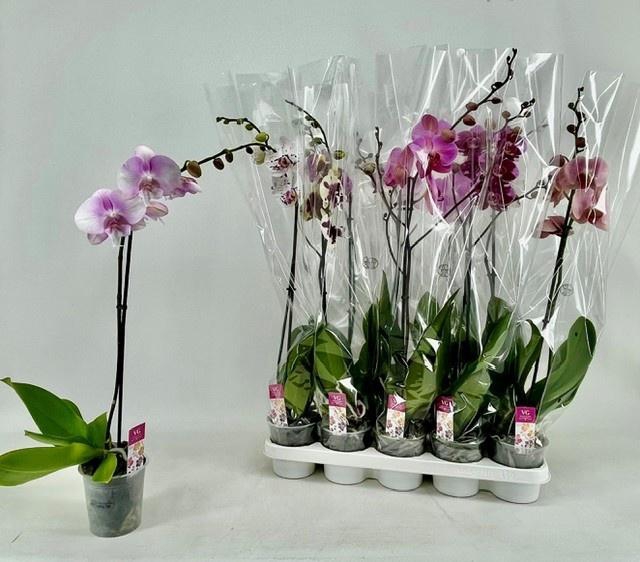 <h4>PHAL GEM</h4>