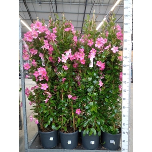 Mandevilla sand. 'Eagle Eye'