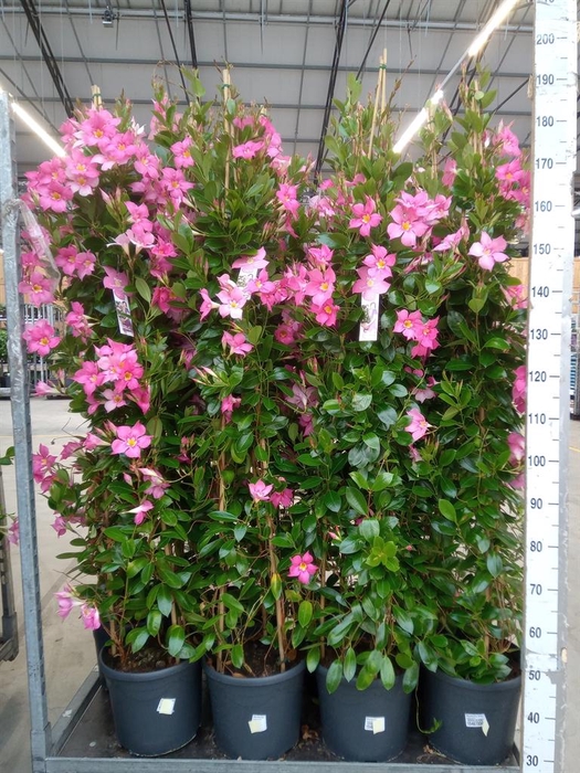 <h4>Mandevilla sand. 'Eagle Eye'</h4>