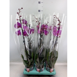 Phalaenopsis   ...