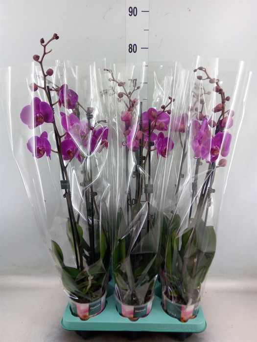 <h4>Phalaenopsis   ...</h4>