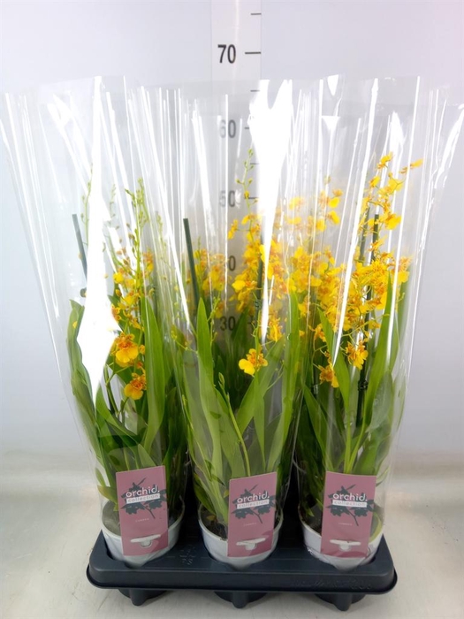 <h4>Orchideeen   ...</h4>