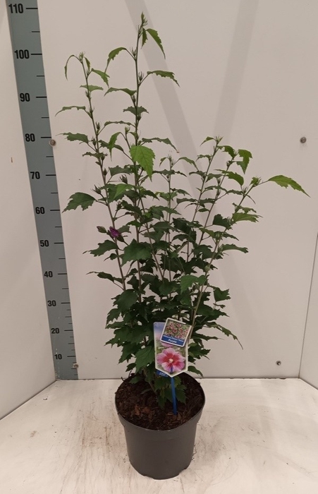 <h4>HIBISCUS SYRIACUS</h4>