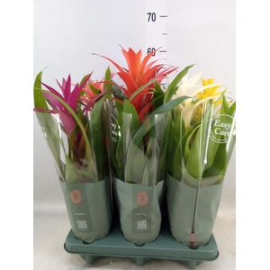 Guzmania   ...mix