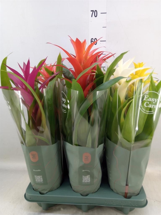 <h4>Guzmania   ...mix</h4>