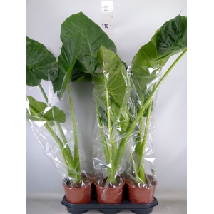 Alocasia macrorrhizos