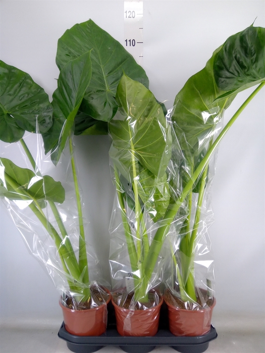 <h4>Alocasia macrorrhizos</h4>