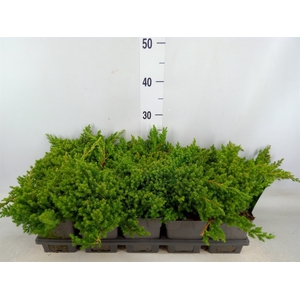 Juniperus squamata 'Blue Carpet'