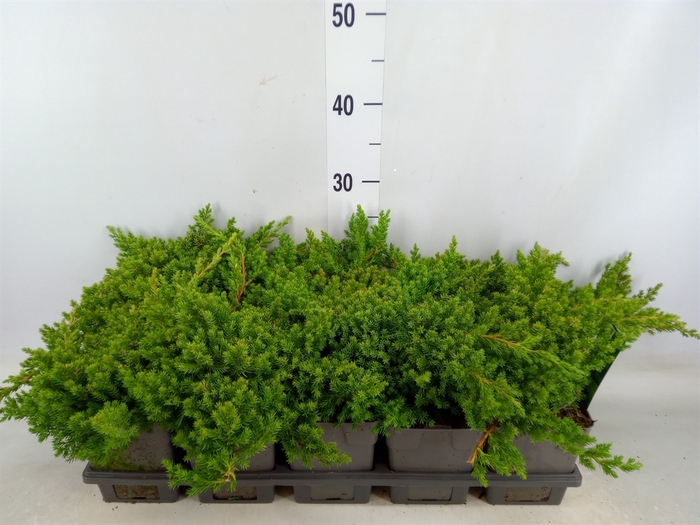 <h4>Juniperus squamata 'Blue Carpet'</h4>