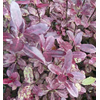 Pittosporum tenuifolium