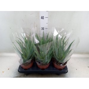 Aloe arborescens