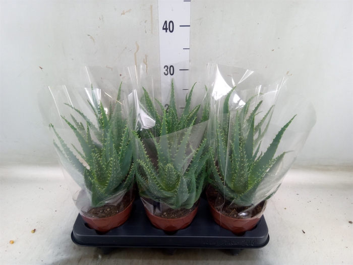 <h4>Aloe arborescens</h4>