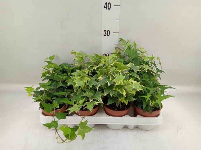 <h4>Hedera   ...mix</h4>