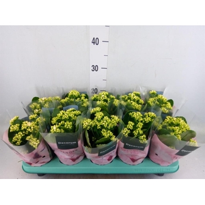 Kalanchoe blos. 'Serenity Silk'