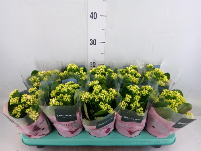 <h4>Kalanchoe blos. 'Serenity Silk'</h4>