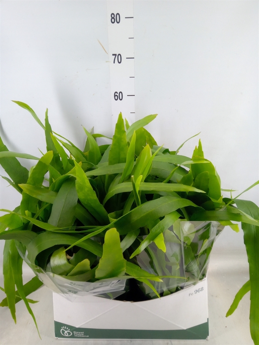 <h4>Epiphyllum   ...</h4>